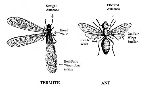 Termite and Ant